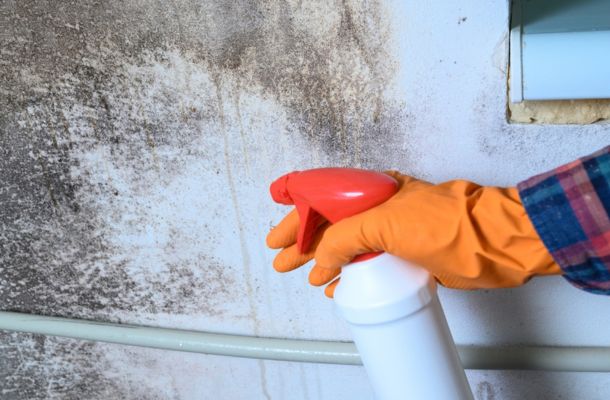 Mold Remediation Charleston, South Carolina
